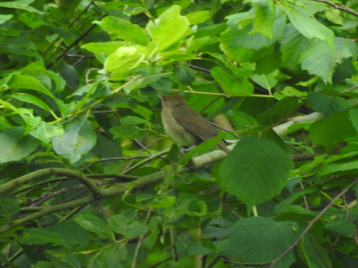 Eurasian Blackcap - ML638451668