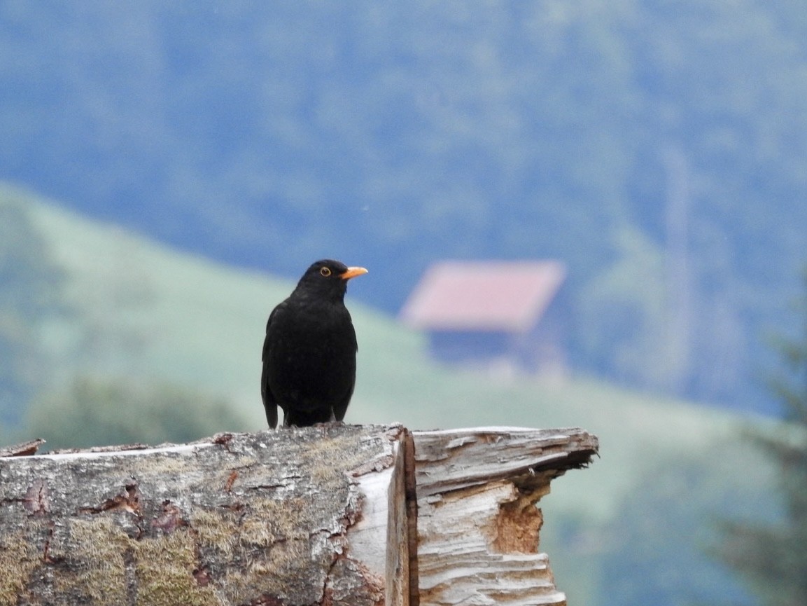 Eurasian Blackbird - ML638451680