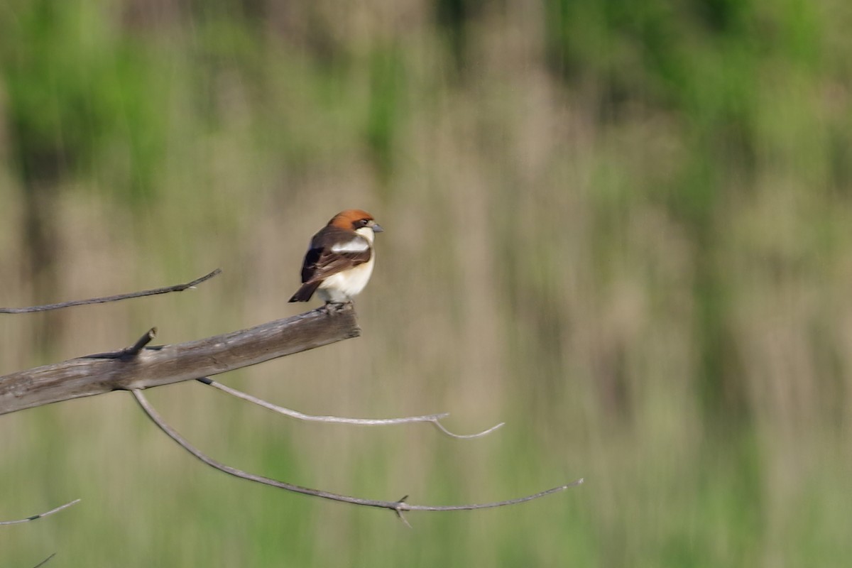 Woodchat Shrike - ML638451699