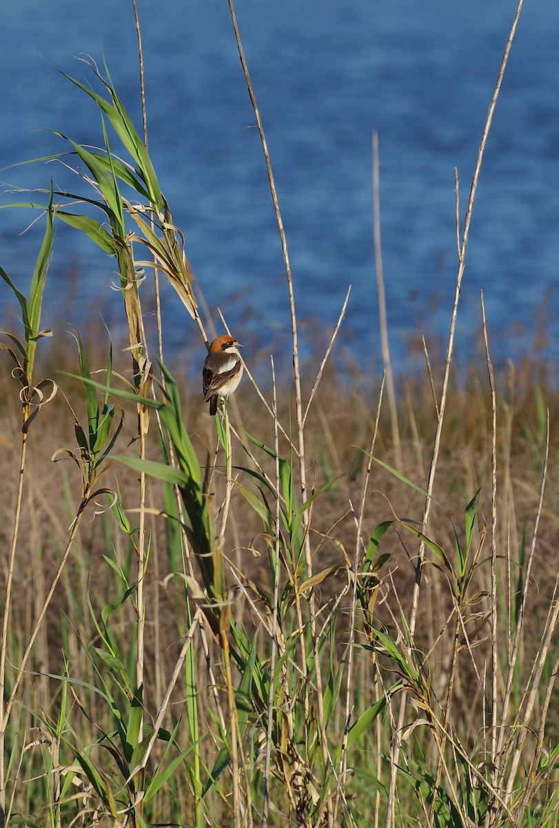 Woodchat Shrike - ML638451704