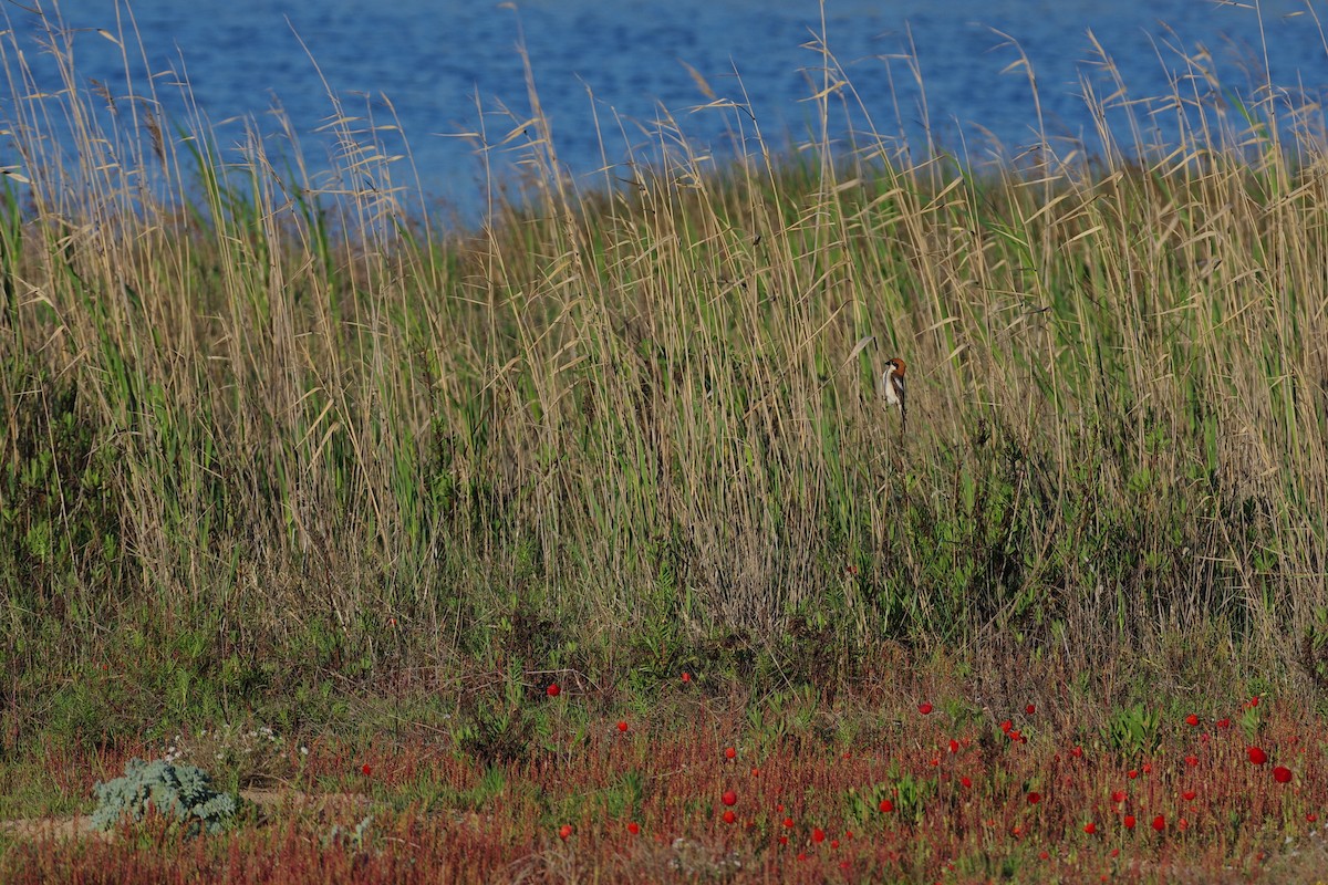 Woodchat Shrike - ML638451706