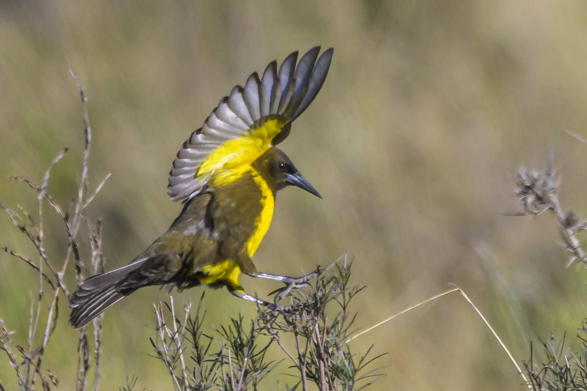 Brown-and-yellow Marshbird - ML638451711