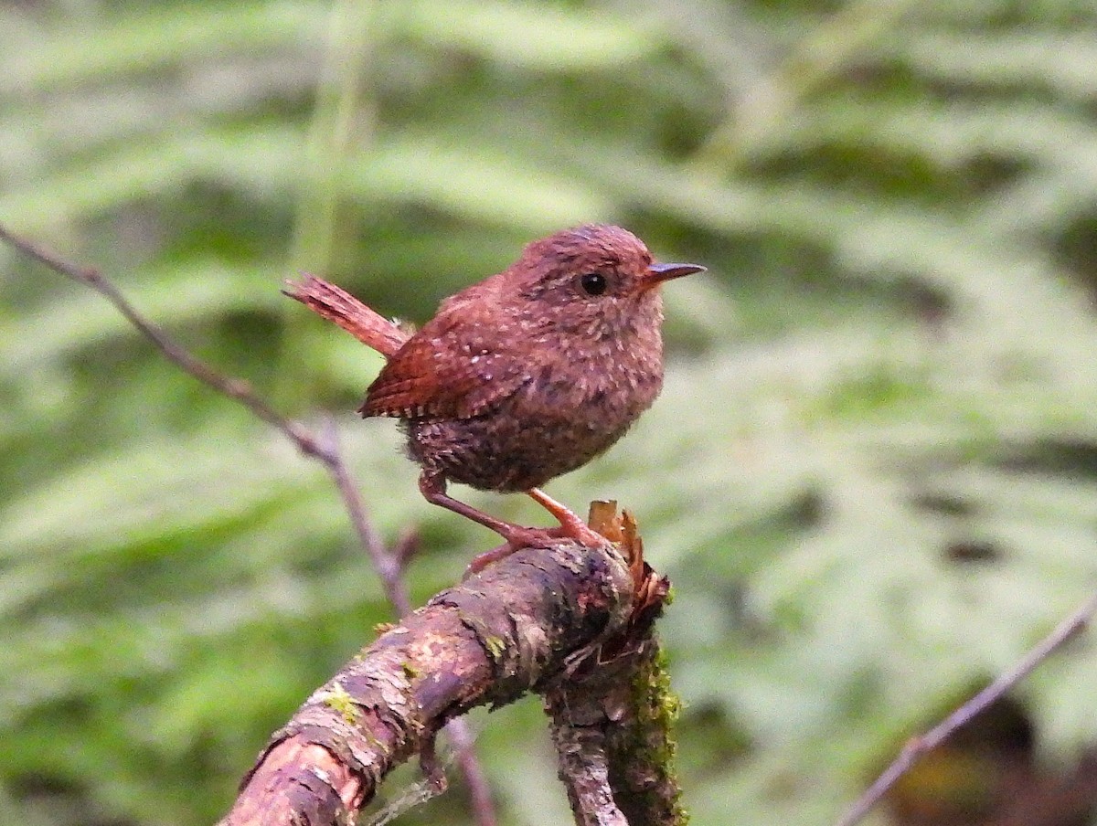 Winter Wren - ML638451801