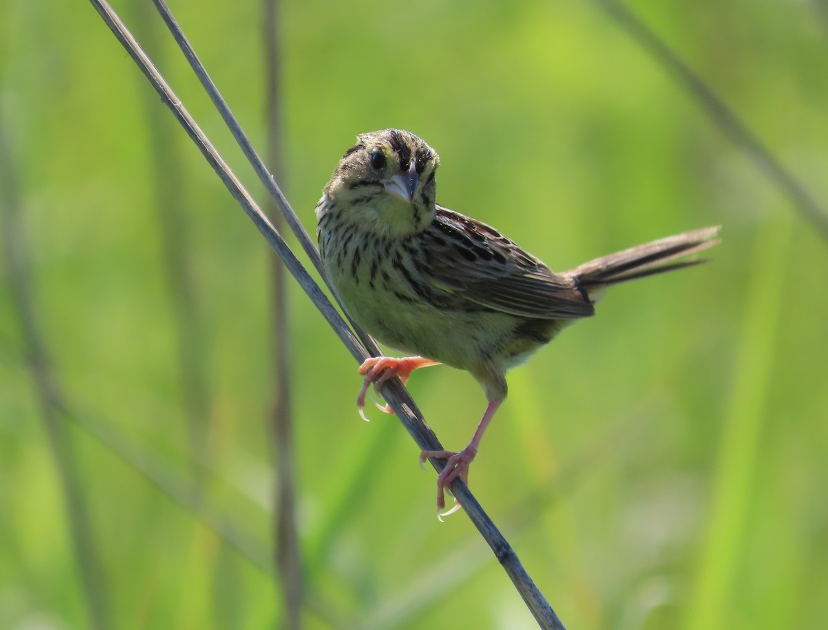 Henslow's Sparrow - David Huff