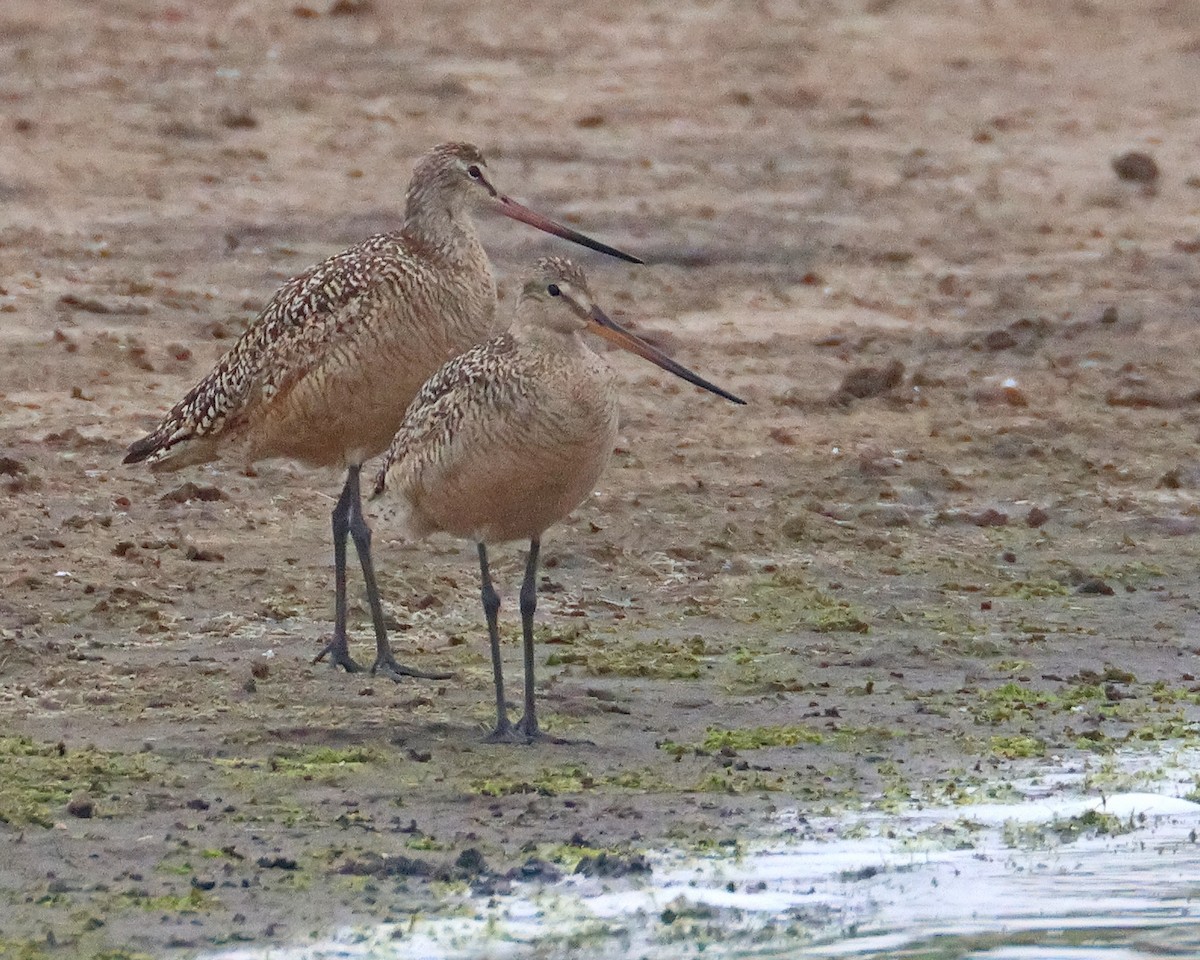 Marbled Godwit - ML638451825