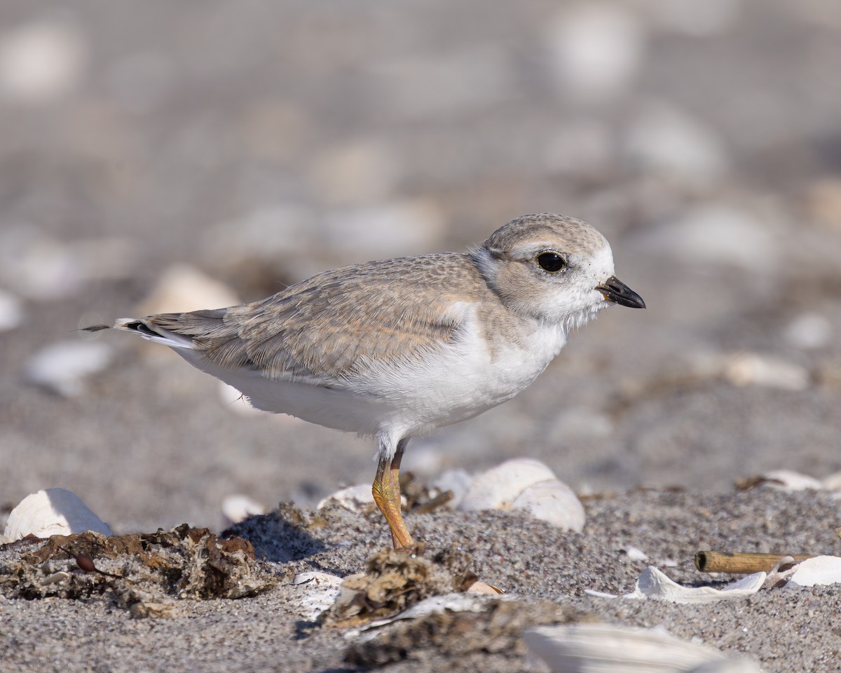 Piping Plover - ML638451838