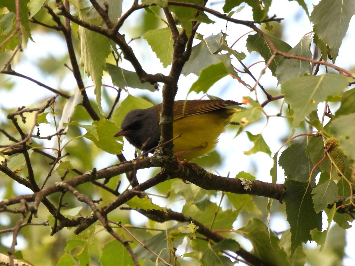 Mourning Warbler - ML638451853