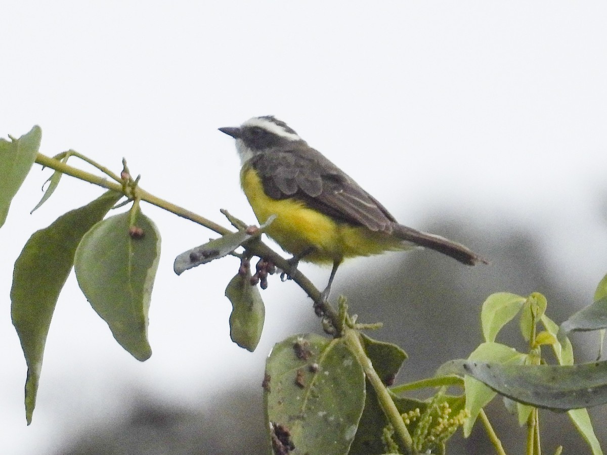 Rusty-margined Flycatcher - ML638451893