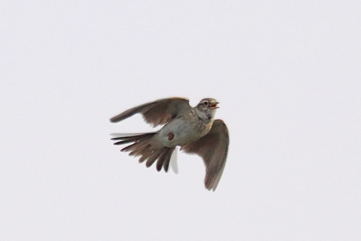 Asian Short-toed Lark - ML638451903