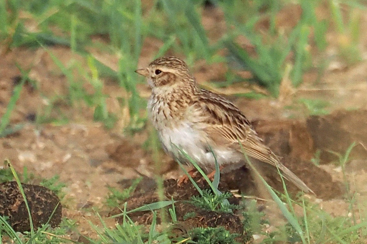 Asian Short-toed Lark - ML638451904