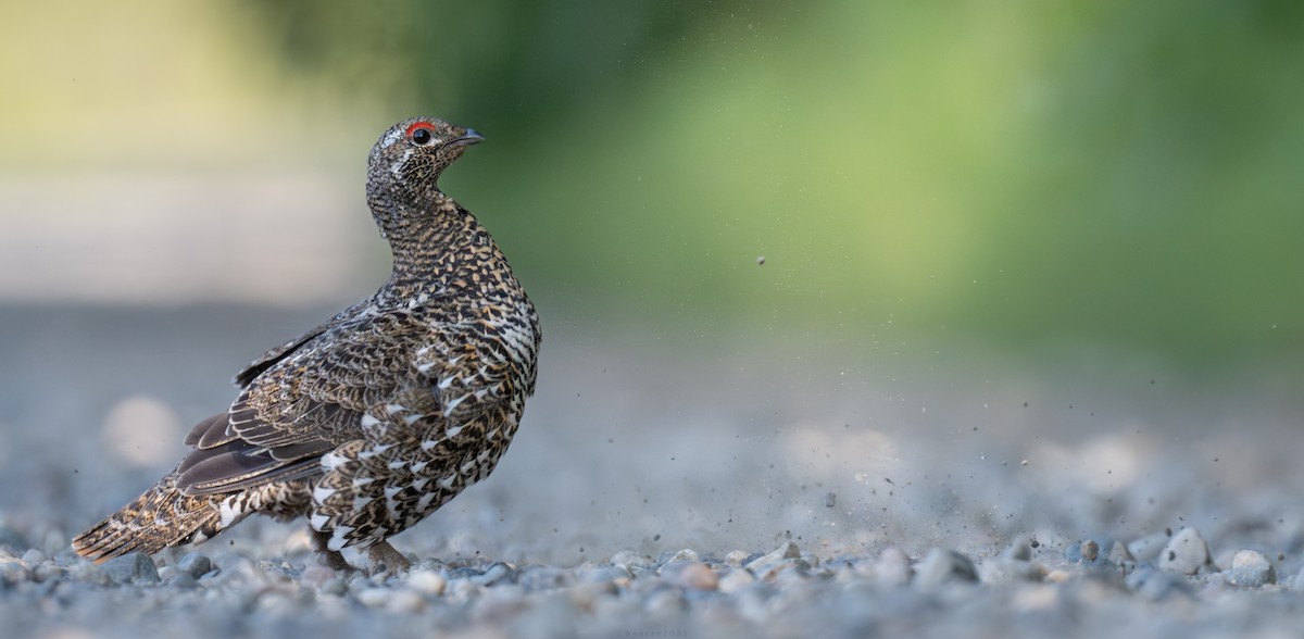 Spruce Grouse - ML638451905
