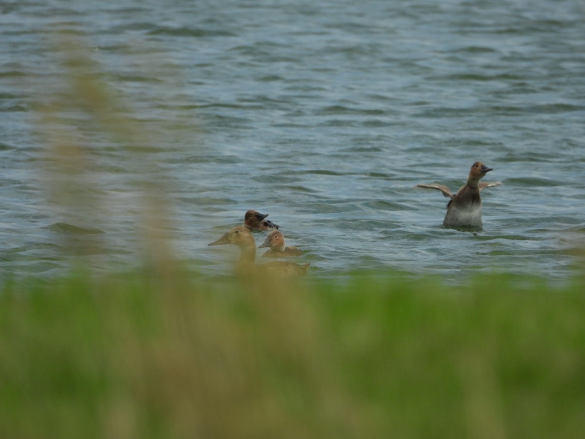 Canvasback - ML638451933