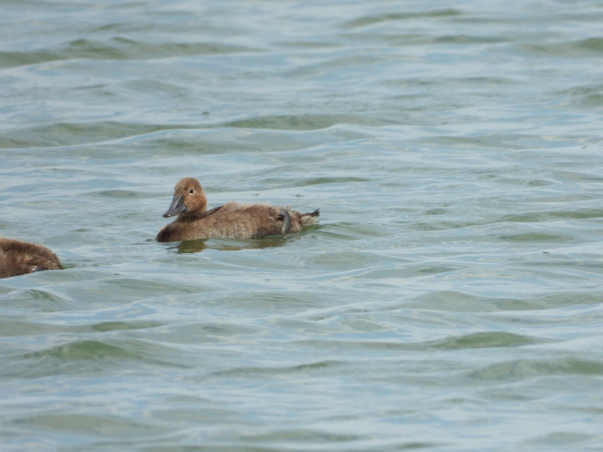 Canvasback - ML638451934