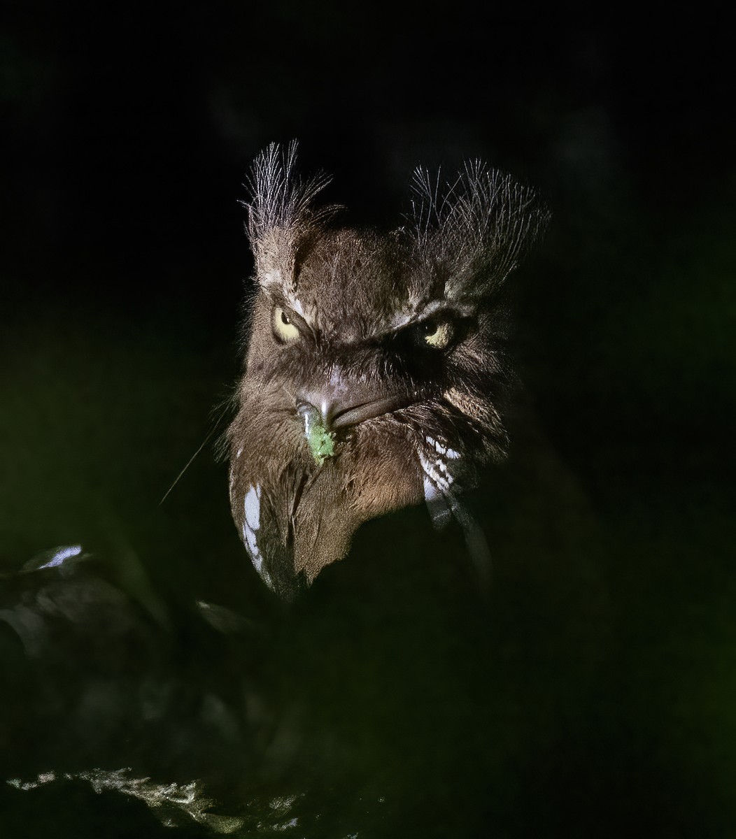 Palawan Frogmouth - ML638451941