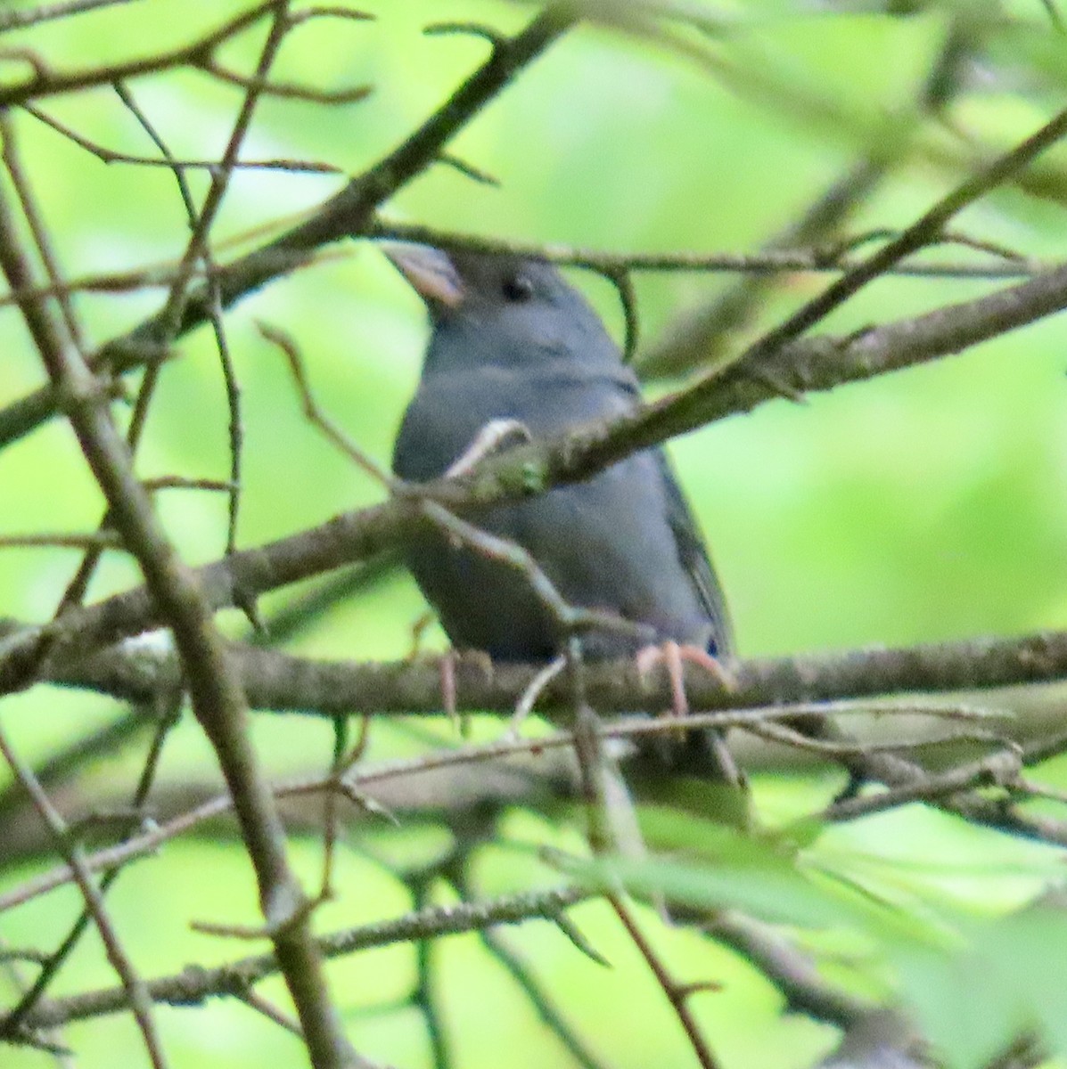 Bruant gris - ML638451958