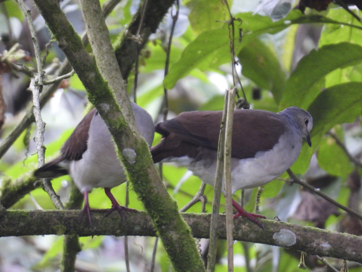 Pallid Dove - ML638451960