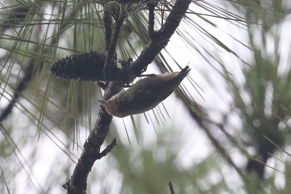 Brown-headed Nuthatch - ML638451964