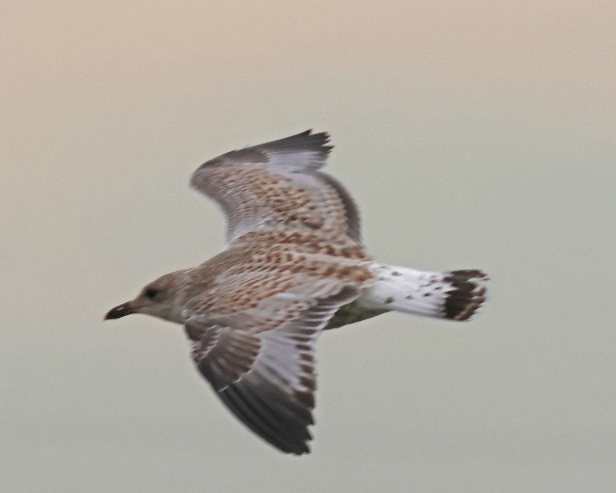 racek sp. - ML638451987
