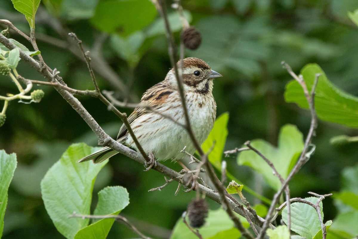 Reed Bunting - ML638452004