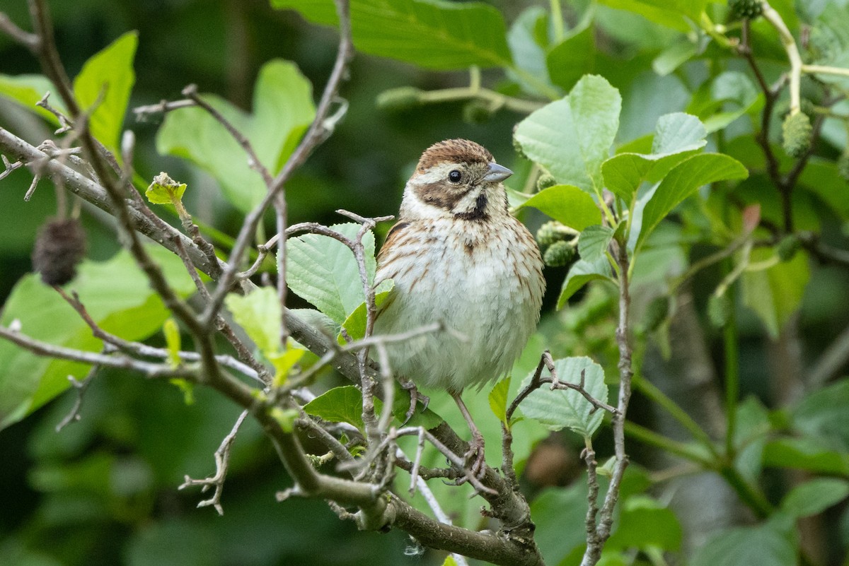 Reed Bunting - ML638452005