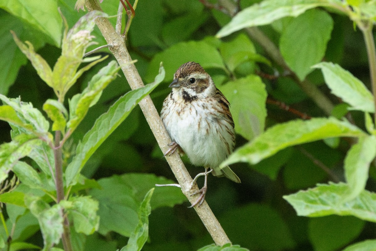 Reed Bunting - ML638452006