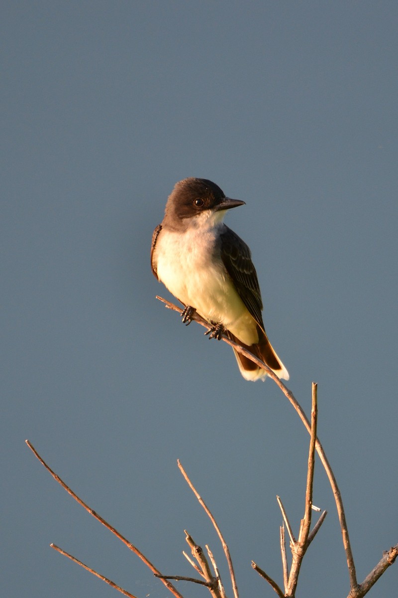 Eastern Kingbird - ML638452041