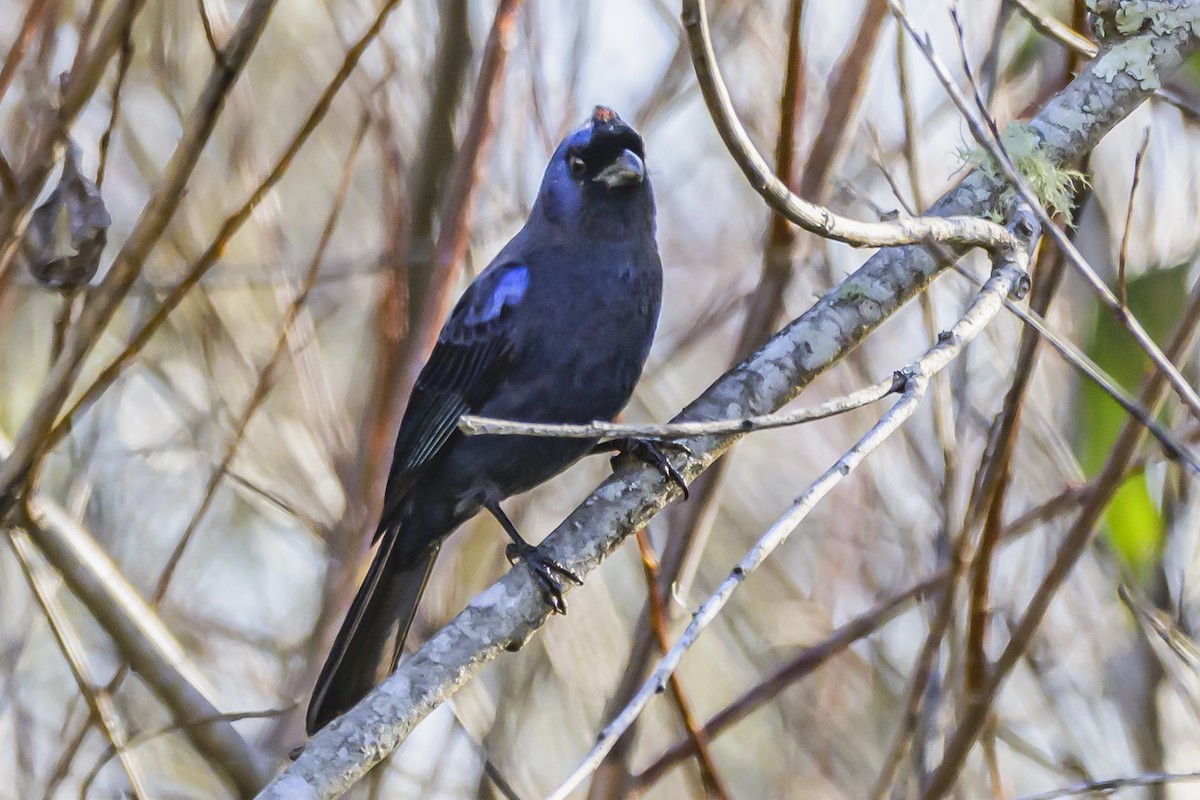 Diademed Tanager - ML638452057