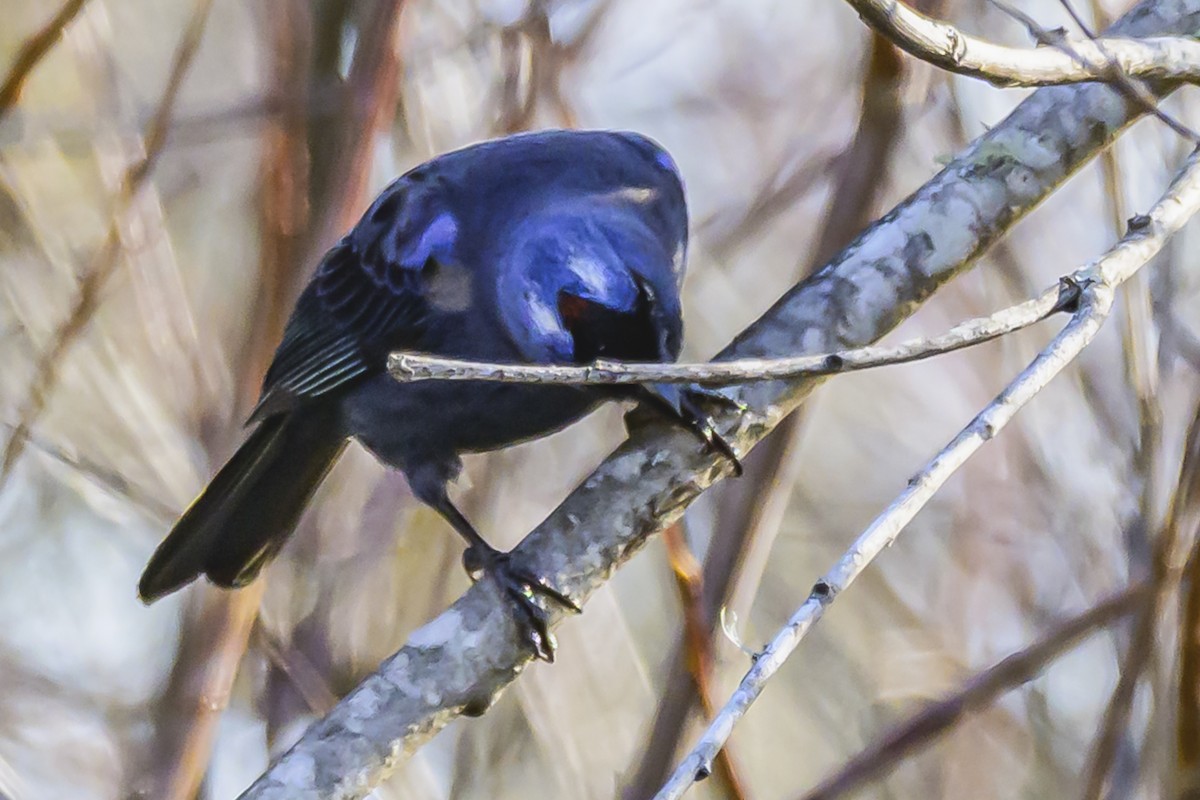 Diademed Tanager - ML638452062