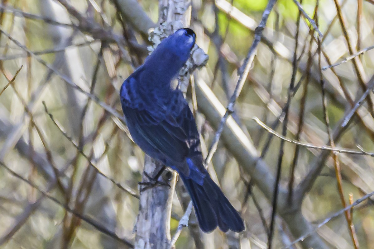 Diademed Tanager - ML638452064