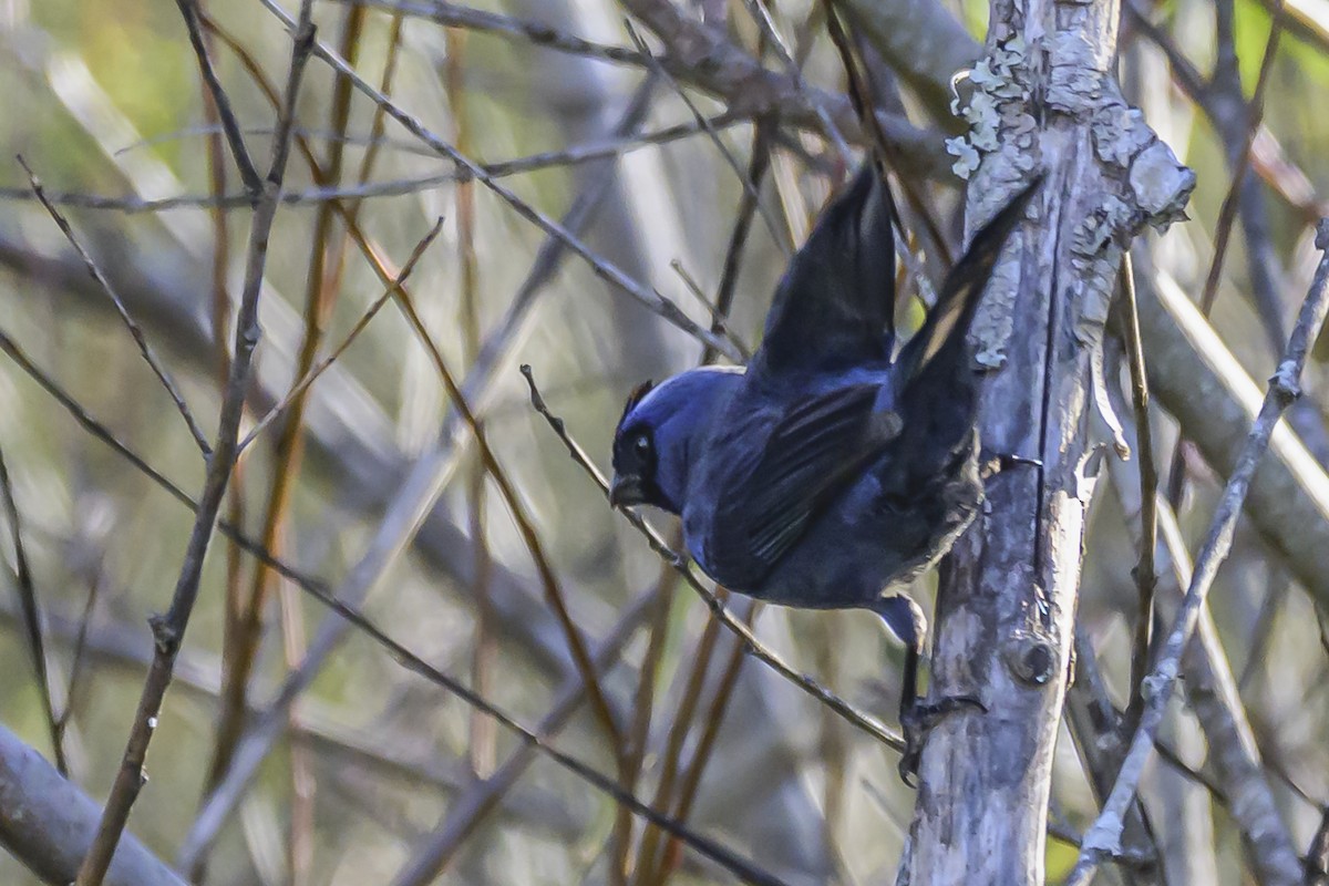 Diademed Tanager - ML638452065