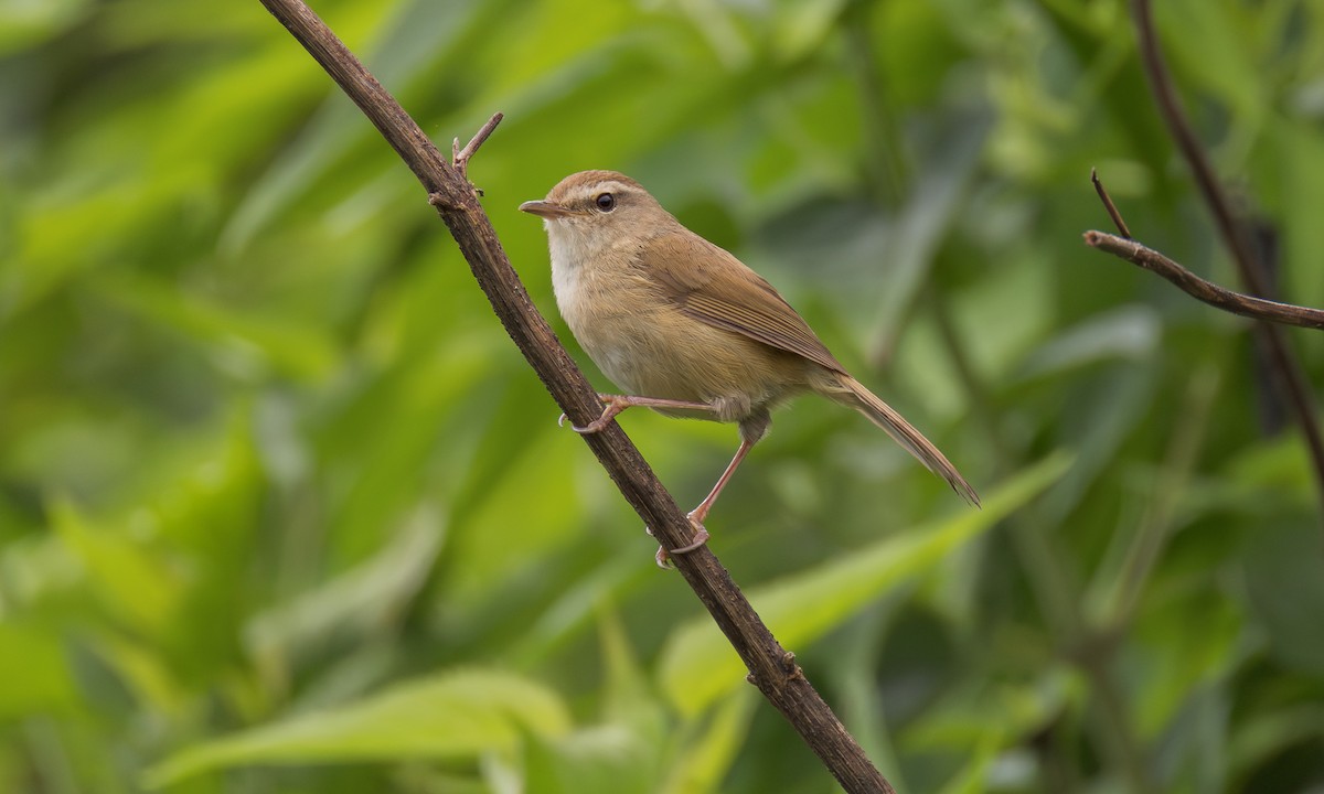 Brownish-flanked Bush Warbler (Taiwan) - ML638452080