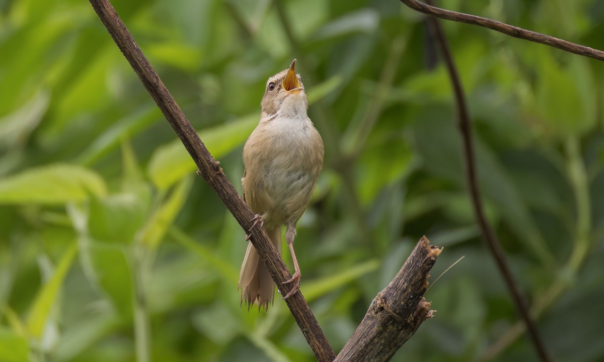Brownish-flanked Bush Warbler (Taiwan) - ML638452081