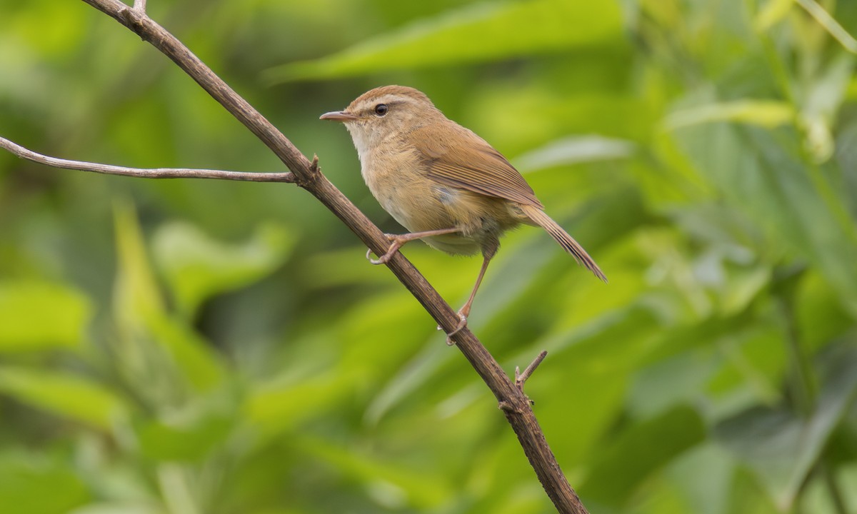 Brownish-flanked Bush Warbler (Taiwan) - ML638452082