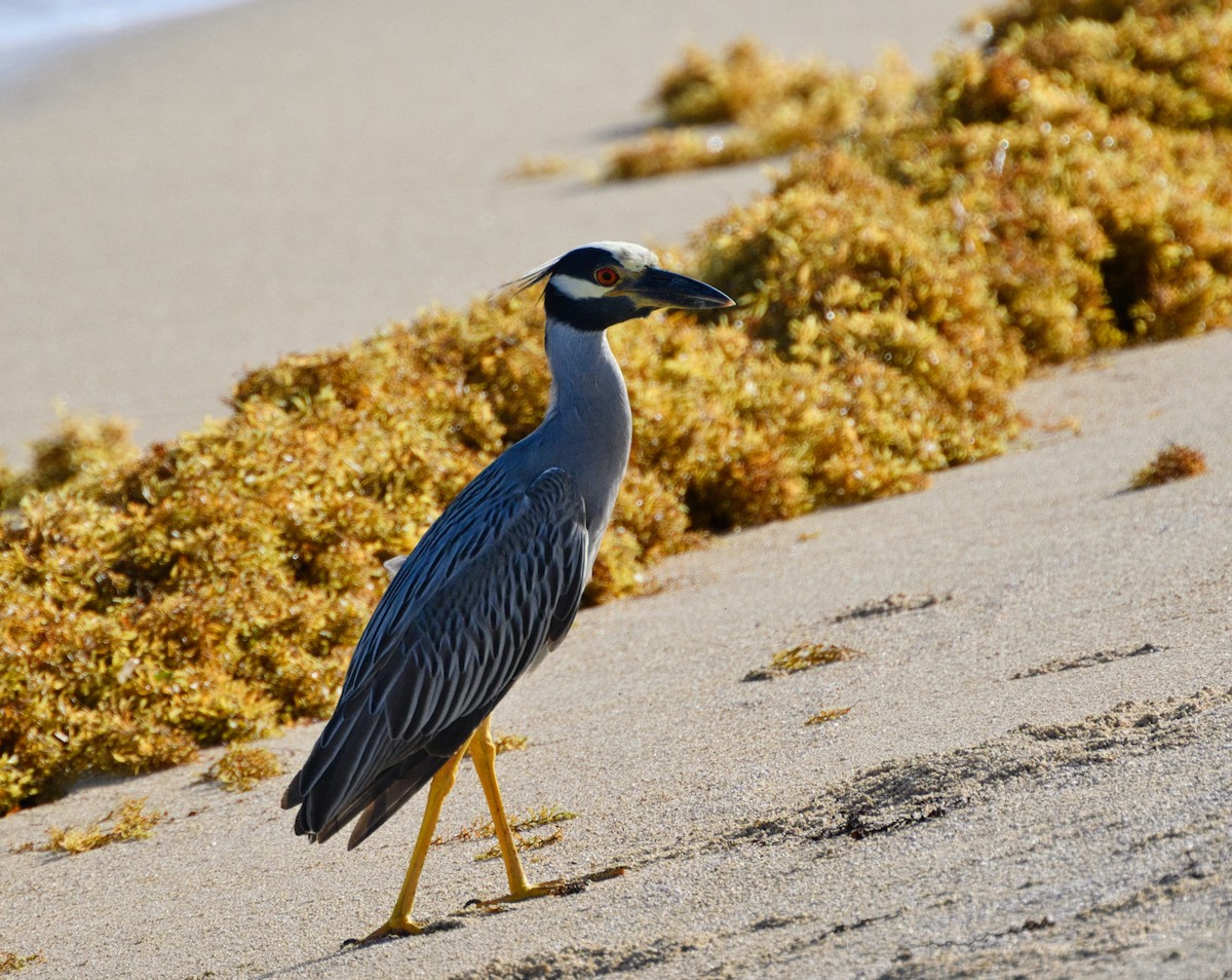 Yellow-crowned Night Heron - ML638452107