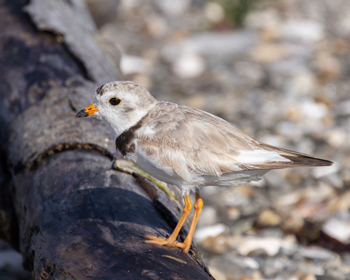Piping Plover - ML638452178
