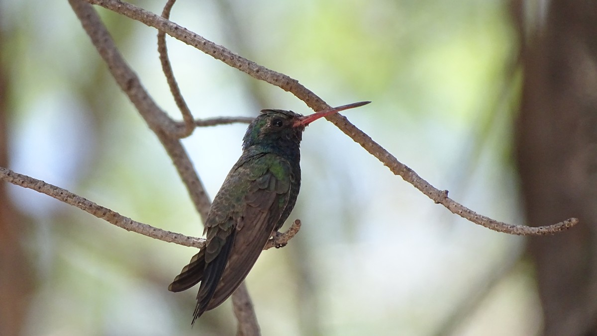 Broad-billed Hummingbird - ML638452179