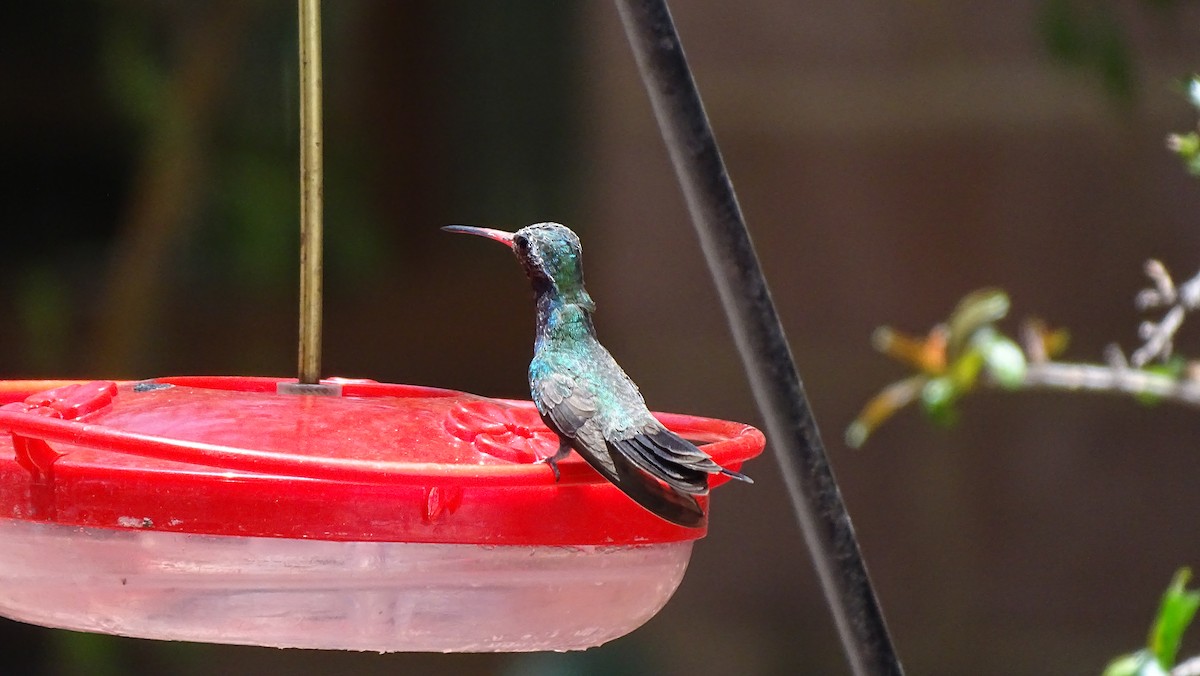 Broad-billed Hummingbird - ML638452180