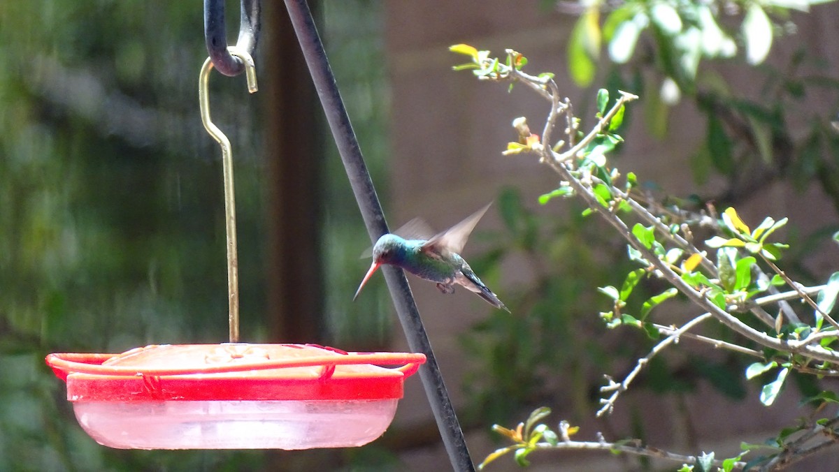 Broad-billed Hummingbird - ML638452181