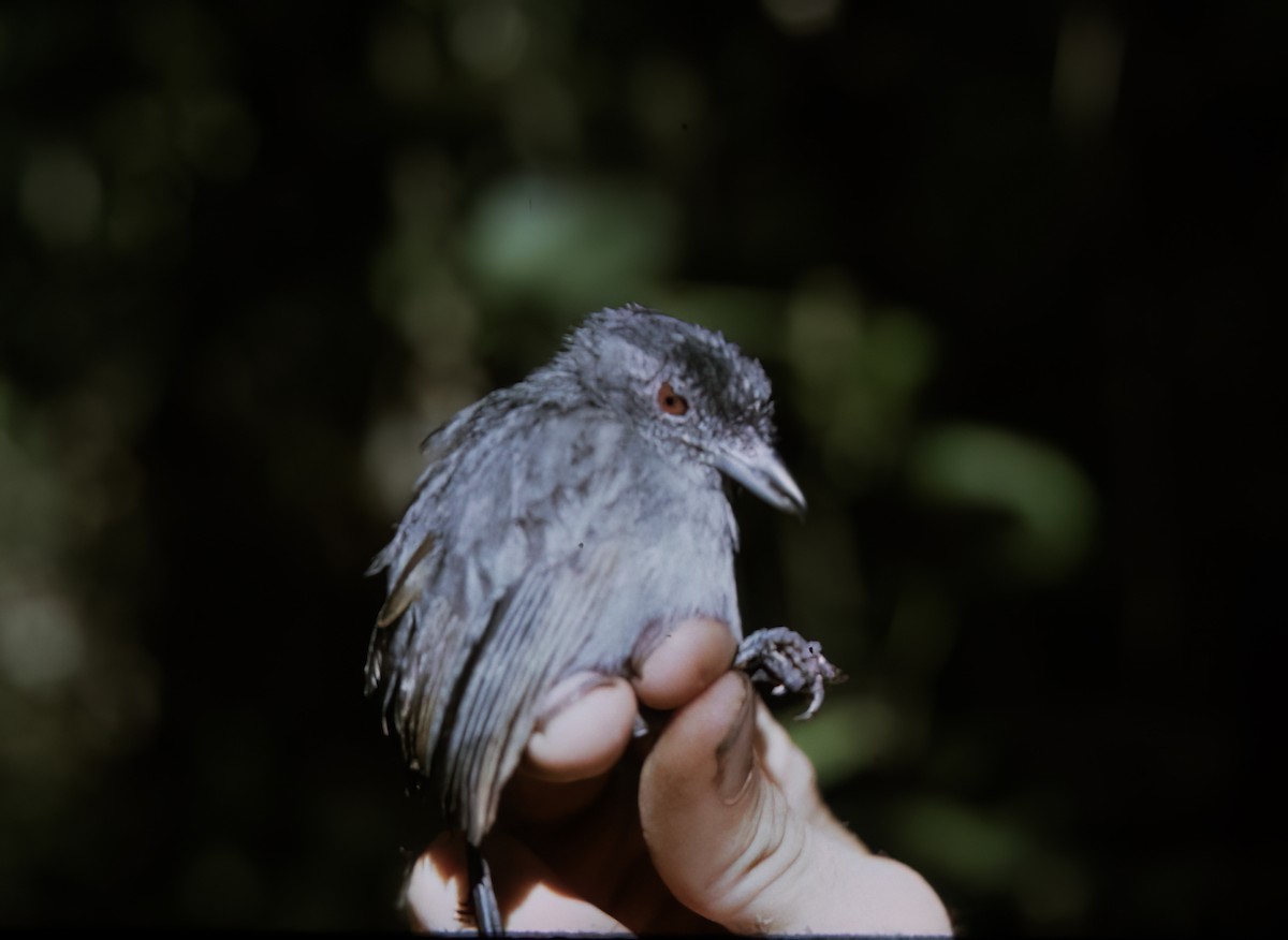 Plain-winged Antshrike - ML638452188