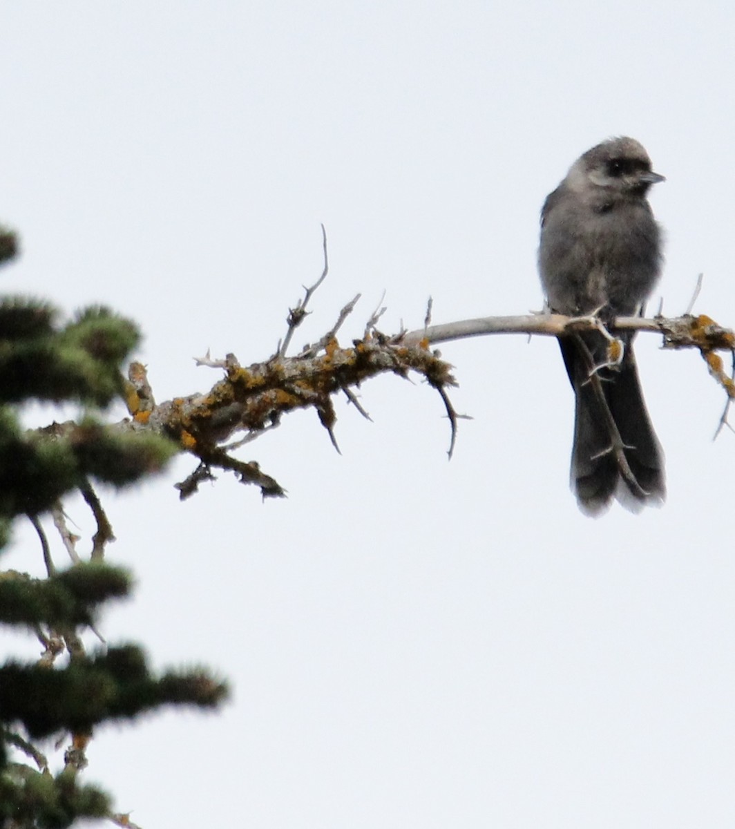 Canada Jay - ML638452189