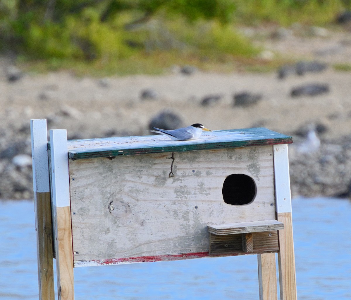 Least Tern - ML638452191