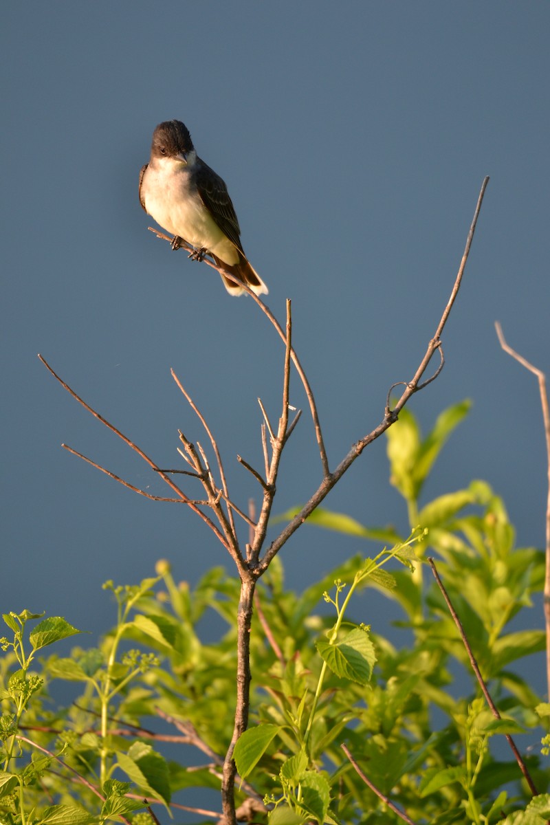 Eastern Kingbird - ML638452192