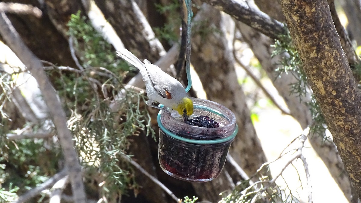 Verdin - ML638452219