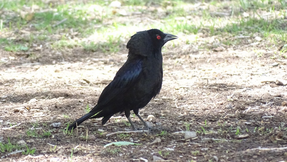 Bronzed Cowbird - ML638452238