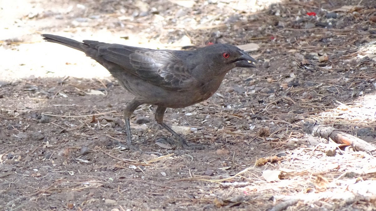 Bronzed Cowbird - ML638452239
