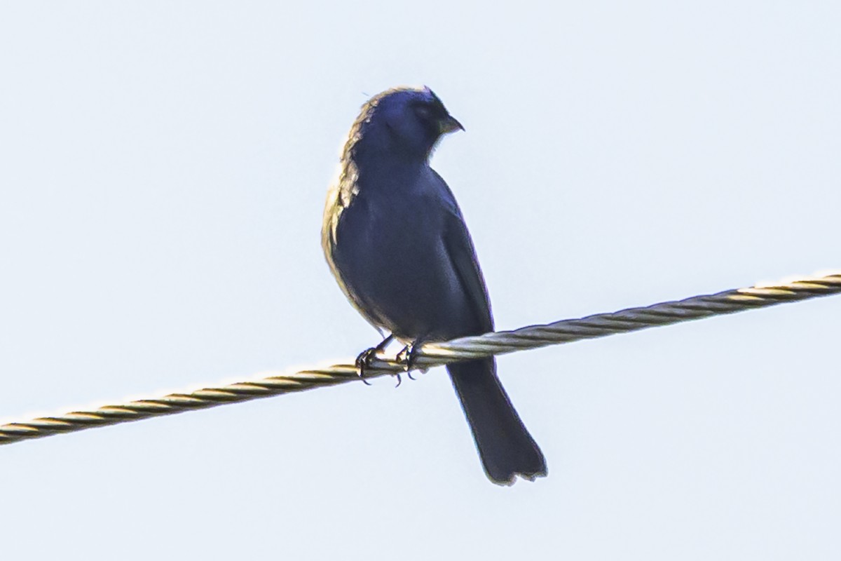 Diademed Tanager - ML638452246