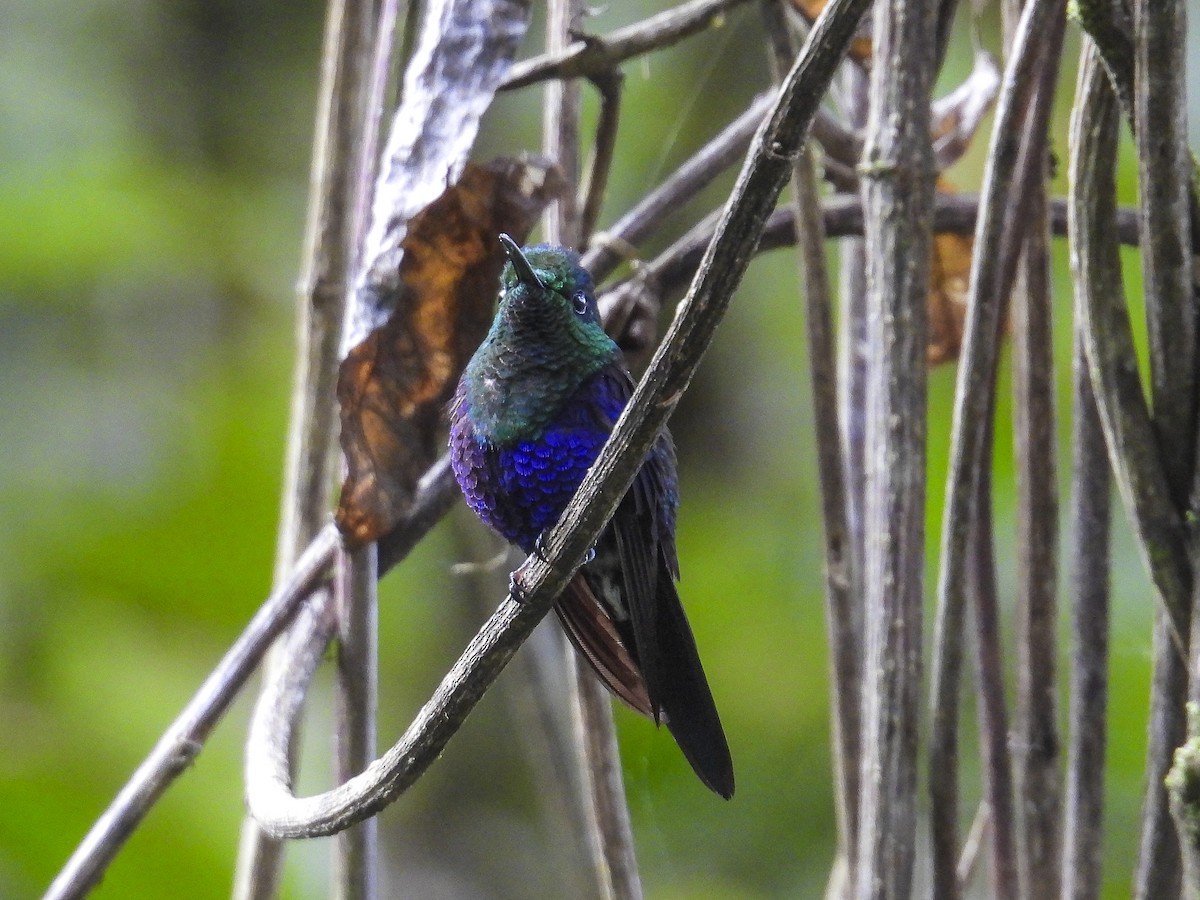 Crowned Woodnymph (Green-crowned) - ML638452263