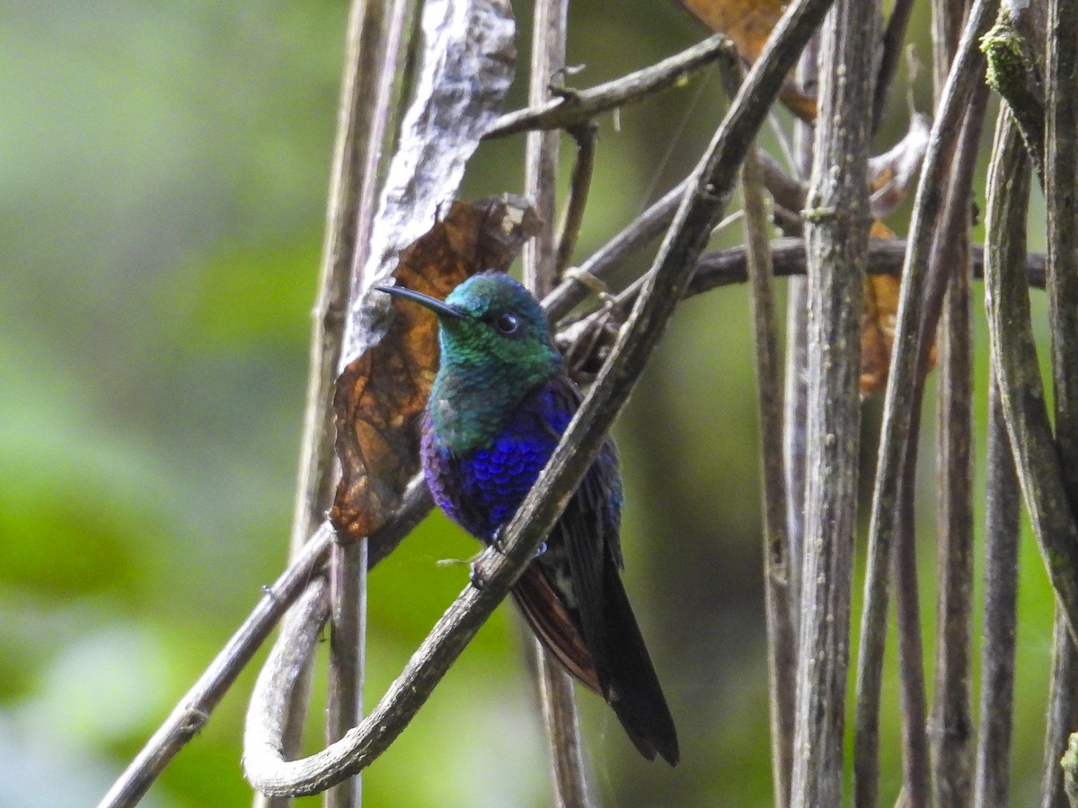 Crowned Woodnymph (Green-crowned) - ML638452268