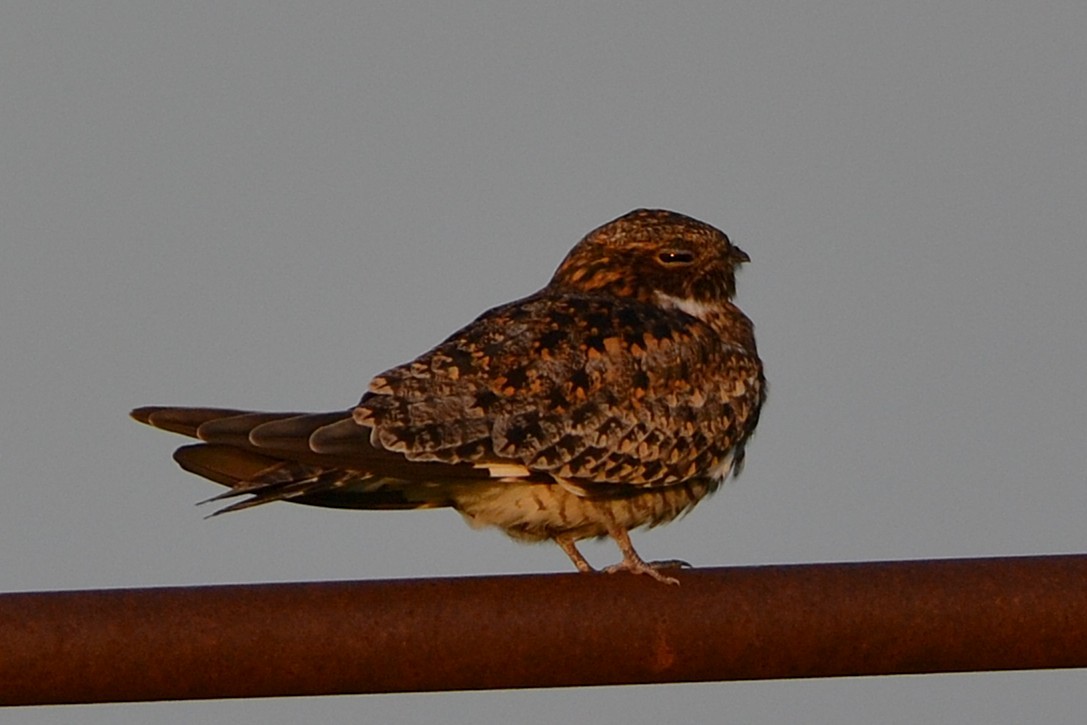 Common Nighthawk - ML638452281