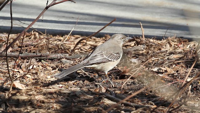 Northern Mockingbird - ML638452287